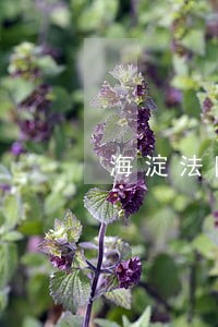 海淀法院立案电话