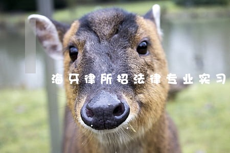 海牙律所招法律专业实习生