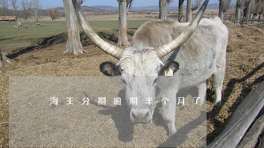 海王分期逾期半个月了 海王分期逾期半个月了