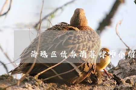 海珠区债务清算律师介绍