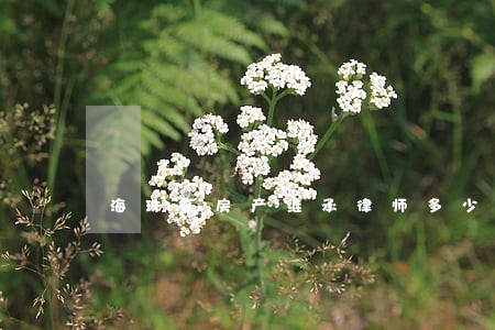 海珠区房产继承律师多少钱 海珠区房产继承律师多少钱