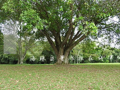 海珠区著作权在线律师 海珠区著作权在线律师