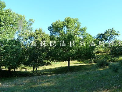 海珠聘请债务清算律师 海珠聘请债务清算律师