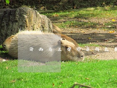 海西乌兰律师在线免费法律咨询 海西乌兰律师在线免费法律咨询