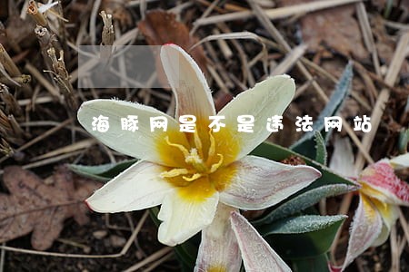 海豚网是不是违法网站 海豚网是不是违法网站