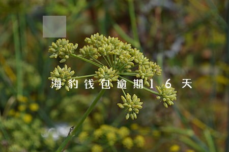 海豹钱包逾期16天 海豹钱包逾期16天
