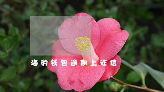 海豹钱包逾期上征信