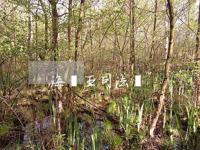 海賊王司法島 海賊王司法島
