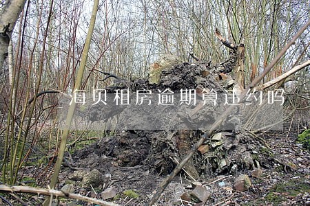 海贝租房逾期算违约吗 海贝租房逾期算违约吗