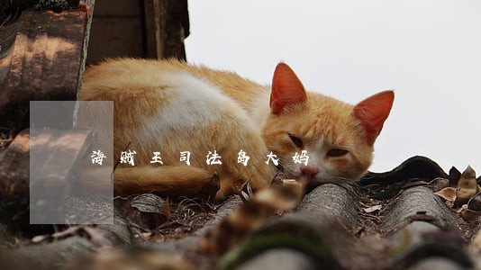海贼王司法岛大妈 海贼王司法岛大妈