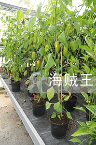 海贼王司法岛旗子 海贼王司法岛旗子