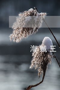 海贼王司法岛简要 海贼王司法岛简要