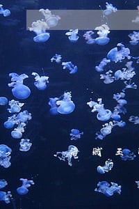 海贼王司法岛篇参与的人 海贼王司法岛篇参与的人