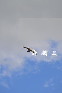 海贼王司法岛罗宾打长官 海贼王司法岛罗宾打长官