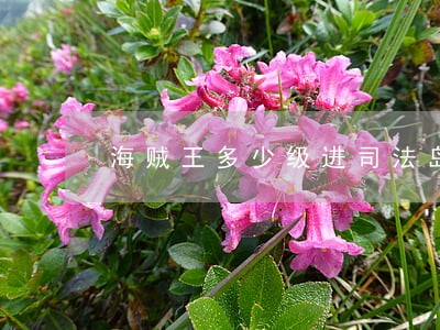 海贼王多少级进司法岛
