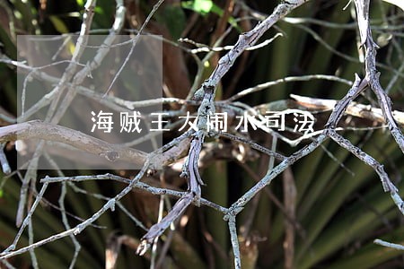 海贼王大闹水司法 海贼王大闹水司法