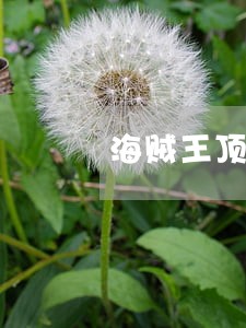 海贼王顶上战争司法岛 海贼王顶上战争司法岛