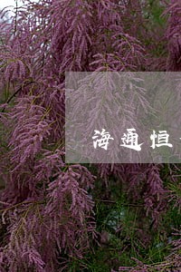 海通恒信网约车逾期多久拖车 海通恒信网约车逾期多久拖车