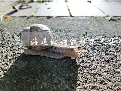 海通恒信能协商只还本金吗 海通恒信能协商只还本金吗