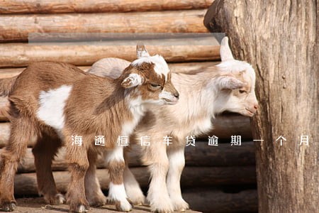 海通恒信车贷逾期一个月