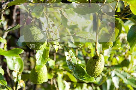 海通恒信车贷逾期了怎么办 海通恒信车贷逾期了怎么办