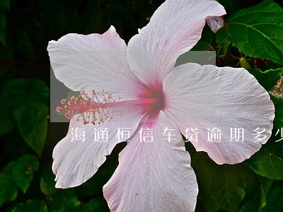 海通恒信车贷逾期多少天上征信 海通恒信车贷逾期多少天上征信