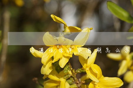 海通恒信车贷逾期怎么办 海通恒信车贷逾期怎么办