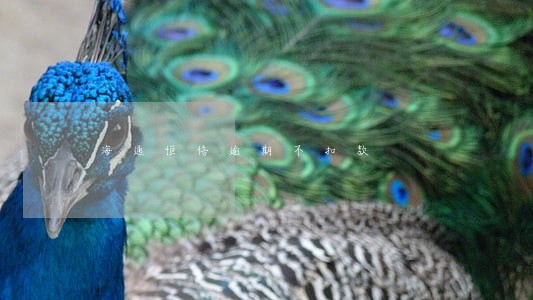 海通恒信逾期不扣款