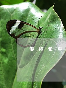 海阳包平律师 海阳包平律师