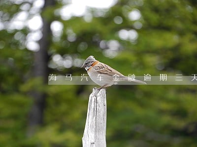 海马汽车金融逾期三天会怎样 海马汽车金融逾期三天会怎样