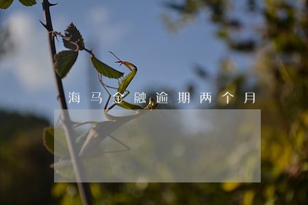 海马金融逾期两个月 海马金融逾期两个月