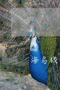 海鸟钱包贷款逾期 海鸟钱包贷款逾期