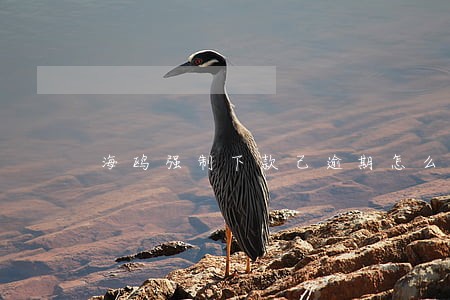 海鸥强制下款己逾期怎么办 海鸥强制下款己逾期怎么办