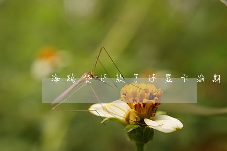 海鸥贷还款了还显示逾期 海鸥贷还款了还显示逾期