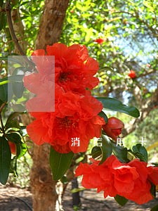 消信用卡逾期一次多钱