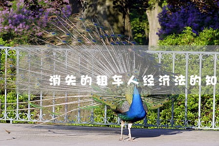 消失的租车人经济法的知识 消失的租车人经济法的知识