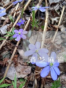 消芝麻逾期记录 消芝麻逾期记录