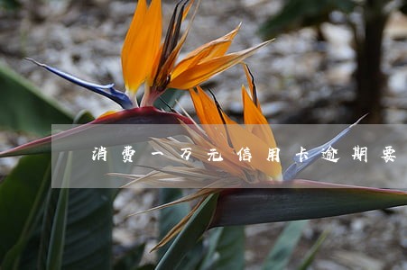 消费一万元信用卡逾期要多少利息 消费一万元信用卡逾期要多少利息