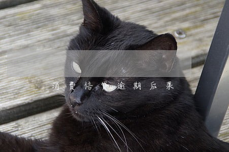消费信贷逾期后果 消费信贷逾期后果