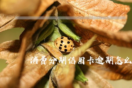 消费分期信用卡逾期怎么办 消费分期信用卡逾期怎么办