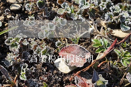 消费税申报逾期 消费税申报逾期