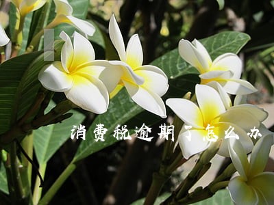 消费税逾期了怎么办 消费税逾期了怎么办