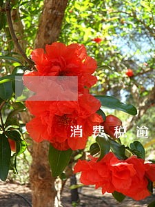 消费税逾期会怎么样 消费税逾期会怎么样
