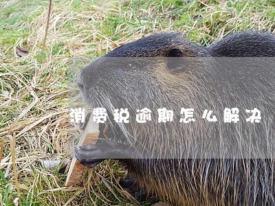 消费税逾期怎么解决 消费税逾期怎么解决