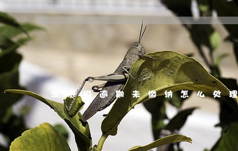 消费税逾期未缴纳怎么处理 消费税逾期未缴纳怎么处理