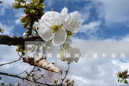 消费税逾期网上能补报吗 消费税逾期网上能补报吗