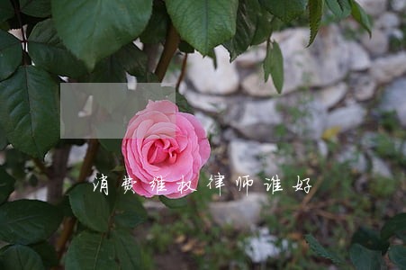 消费维权律师谁好 消费维权律师谁好