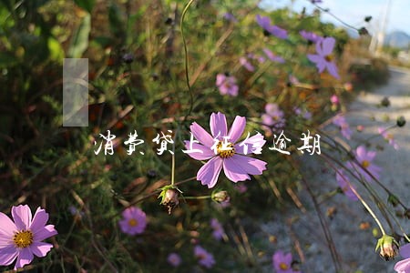 消费贷上征信逾期 消费贷上征信逾期