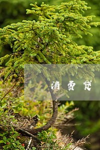 消费贷严重逾期 消费贷严重逾期