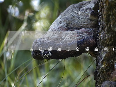 消费贷和现金贷逾期后果 消费贷和现金贷逾期后果